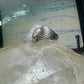 Eagle ring biker band size 12 sterling silver women men