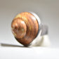 Snail Ring shell band southwest sterling silver women girls